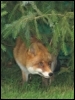 le renard